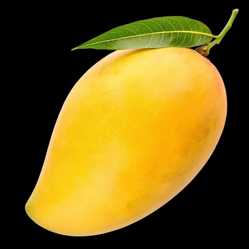 THE MANGO HARVEST